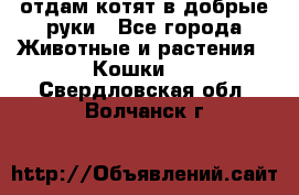 отдам котят в добрые руки - Все города Животные и растения » Кошки   . Свердловская обл.,Волчанск г.